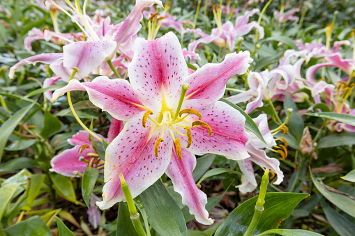 Liliaceae family. \nSelective focus on a single bloom of a purple lily tree. Summer morning in Surrey, British Columbia, Canada.