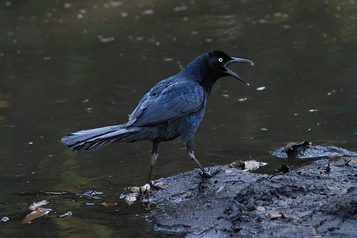 A Great tailed grackle bathing in a pond on a beach in Costa Rica.