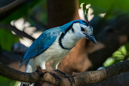 A white throated magpie-jay in a tree on a beach in Guanacaste, Costa Rica.