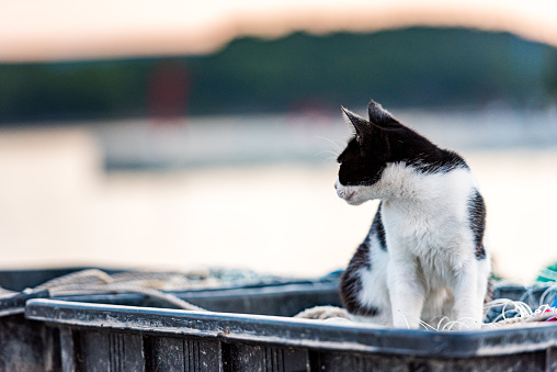 Cat at the Sunset Resting on Fishing Nets Waiting for the Fishermen, Mediterranean Coast
