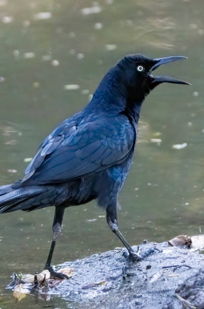 istock A Great tailed grackle bathing in a pond on a beach in Costa Rica 1472281100