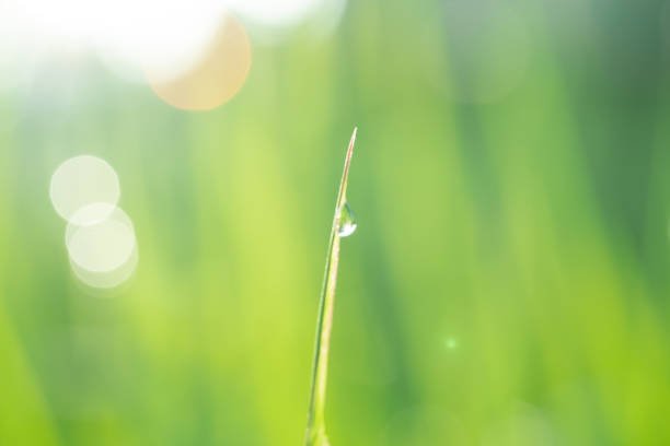 istock Dewdrops on leaves early morning 1472281104