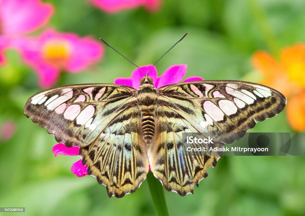 Butterfly spreading wing on pink flower - animal behavior. - Royalty-free Achtergrond - Thema Stockfoto Butterfly spreading wing on pink flower - animal behavior. - Royalty-free Achtergrond - Thema Stockfoto