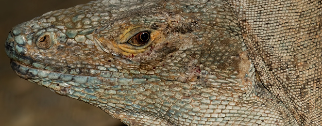 Spiny Tailed Iguana on the forest floor.
