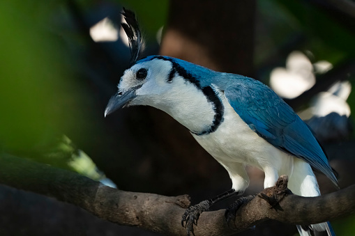 A white throated magpie-jay in a tree on a beach in Guanacaste, Costa Rica.