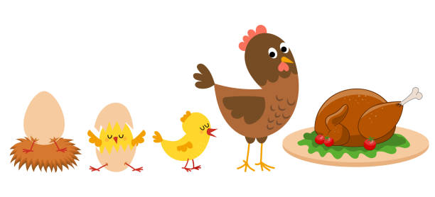 ilustraciones, imágenes clip art, dibujos animados e iconos de stock de arte & ilustración - chicken young bird animal egg baby chicken