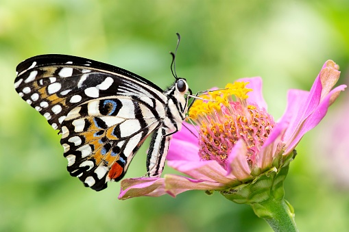 Butterfly drinking juice from pink flower - animal behavior.