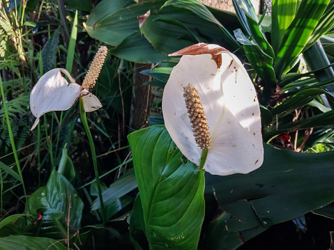 Peace Lily (Spathiphyllum wallisii) is a species of ornamental flowering plant that comes from the Araceae family.