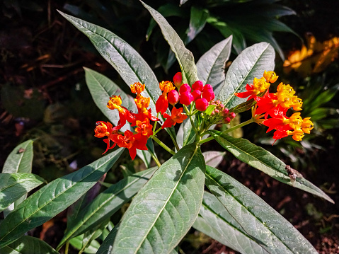 Asclepias curassavica is a shrub belonging to the Asclepiadoideae plant subfamily of the Apocynaceae family.
