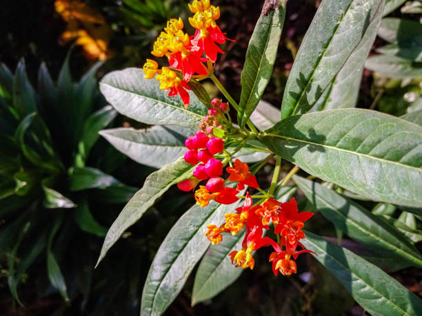 istock Asclepias Curassavica 1472282149