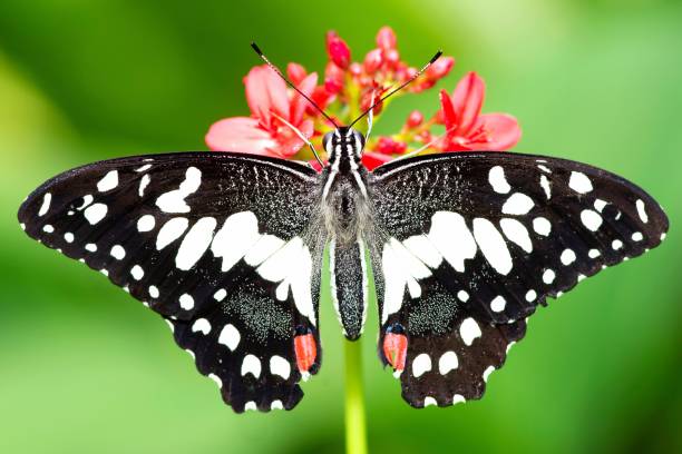 istock Butterfly on red flower - animal behavior. 1472282614