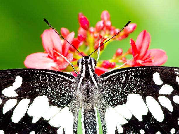 istock Butterfly on red flower - animal behavior. 1472282622