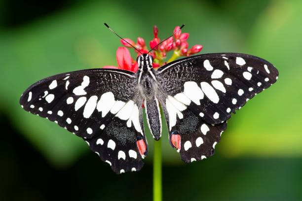 istock Butterfly on red flower - animal behavior. 1472282640