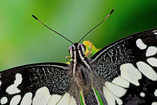 Close-up of a butterfly (Graphium antiphates verso) wing