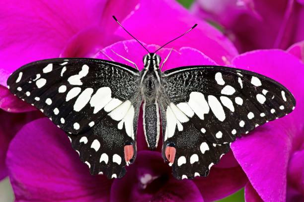 istock Butterfly spreading wings on Orchid flower. 1472283856