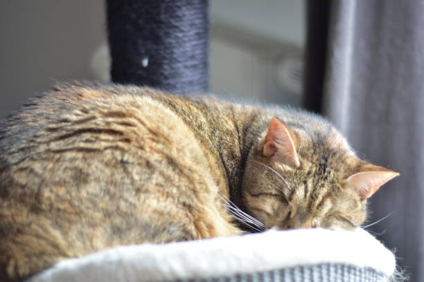 istock Blind cat sleeping on a white fur near a window 1472285071