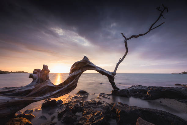 istock HAWAIAN COAST IN LAVA FIELDS AT MORNING 1472285196