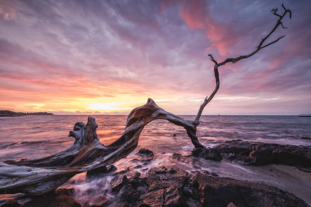 istock HAWAIAN COAST IN LAVA FIELDS AT MORNING 1472285201