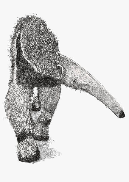 Giant Anteater Vector Stroke illustration. All colours are layered and grouped separately. Easily editable. Giant Anteater stock illustrations