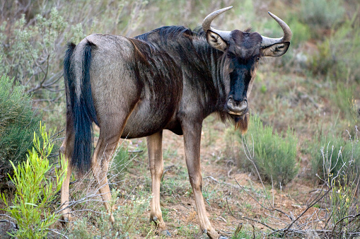 Gnu (Blue Wildebeest) grazing on a field, Western Cape Province, South Africa.