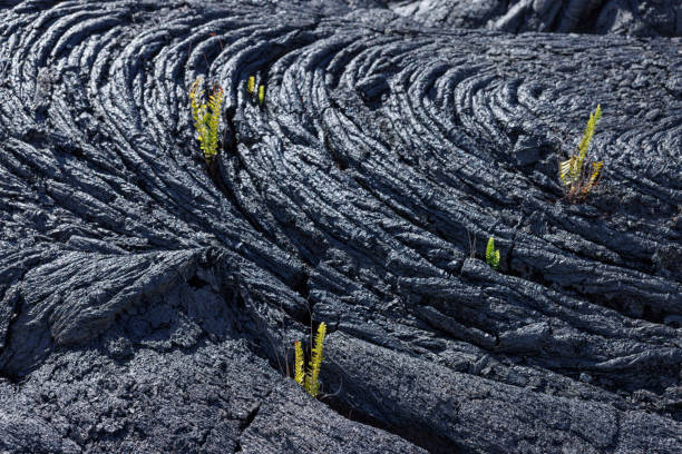istock Texture of lava fields in big island 1472287824