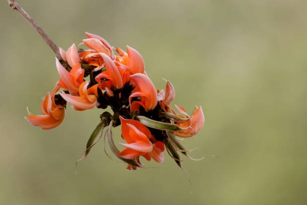 istock Sacred flowers with great depth of field 1472287862