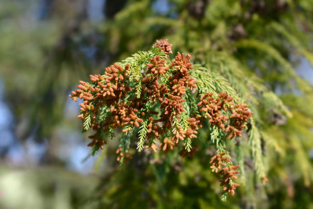 Japanese cedar Japanese cedar branch with flowers - Latin name - Cryptomeria japonica cryptomeria japonica stock pictures, royalty-free photos & images