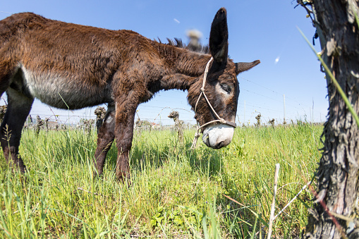 One donkey join their pasture in the vineyards of Wolxheim in Alsace