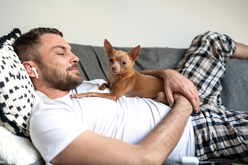 Man lying down on sofa at home with his little dog Toy Terrier.