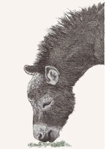 Vector illustration of Donkey Head