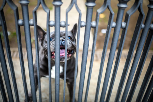 Angry dog barking stock photo