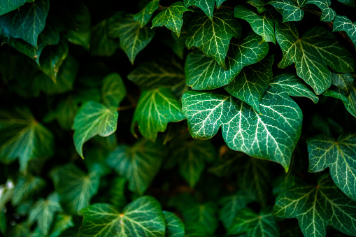 abstract green leaf texture, nature background, tropical leaf