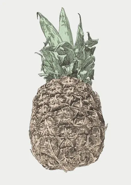 Vector illustration of Pineapple