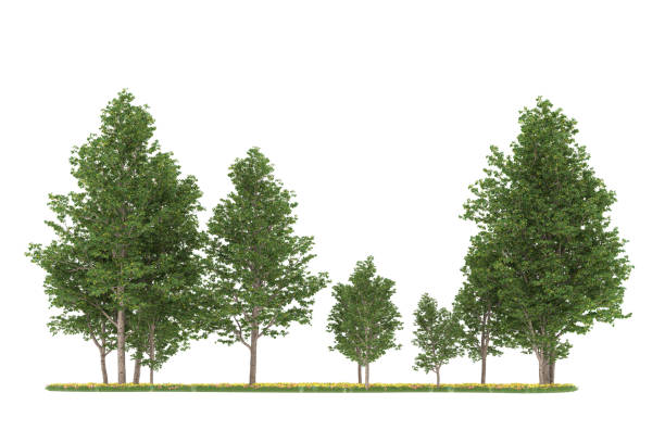 istock Forrest arrangement isolated on background. 3d rendering - illustration description 1472292077