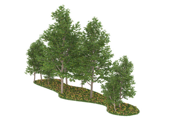 istock Forrest arrangement isolated on background. 3d rendering - illustration description 1472292088