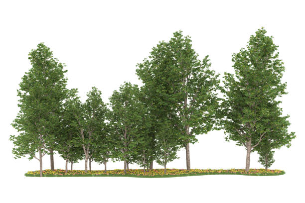 istock Forrest arrangement isolated on background. 3d rendering - illustration description 1472292101