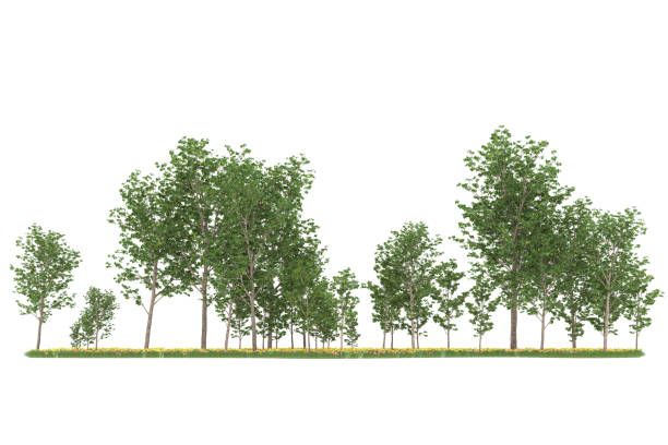 istock Forrest arrangement isolated on background. 3d rendering - illustration description 1472292115