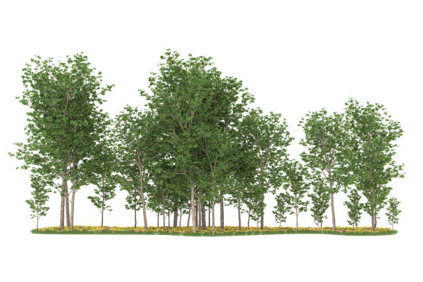 istock Forrest arrangement isolated on background. 3d rendering - illustration description 1472292134