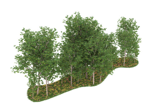 istock Forrest arrangement isolated on background. 3d rendering - illustration description 1472292137
