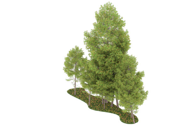 istock Forrest arrangement isolated on background. 3d rendering - illustration description 1472292160