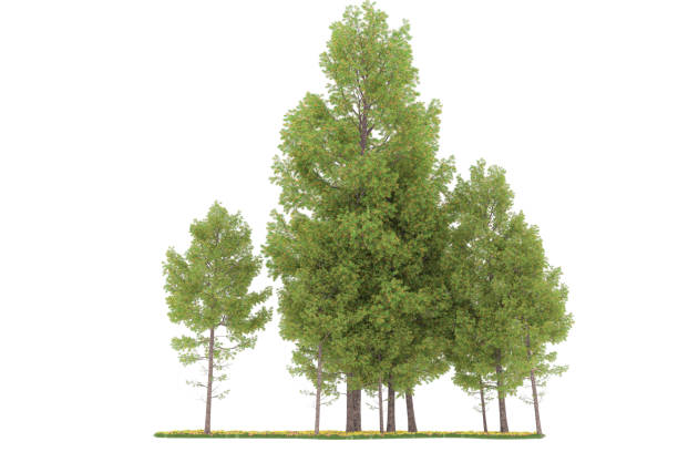 istock Forrest arrangement isolated on background. 3d rendering - illustration description 1472292163