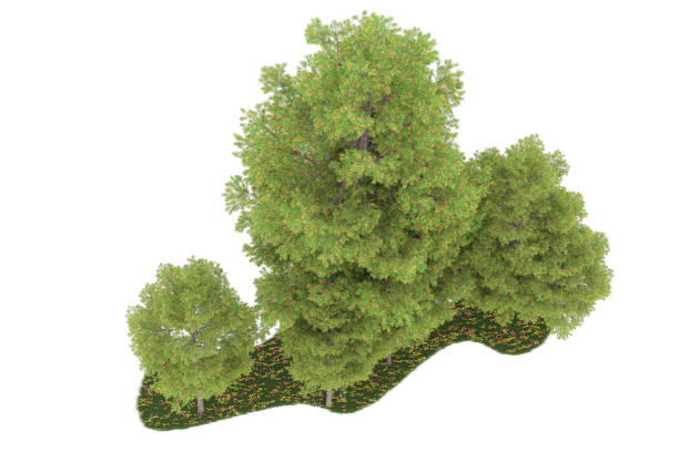 istock Forrest arrangement isolated on background. 3d rendering - illustration description 1472292166