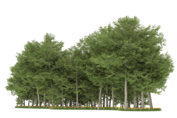 istock Forrest arrangement isolated on background. 3d rendering - illustration description 1472292207