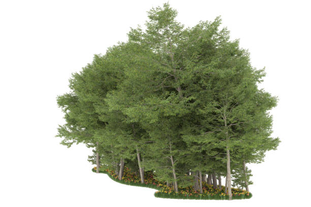 istock Forrest arrangement isolated on background. 3d rendering - illustration description 1472292223