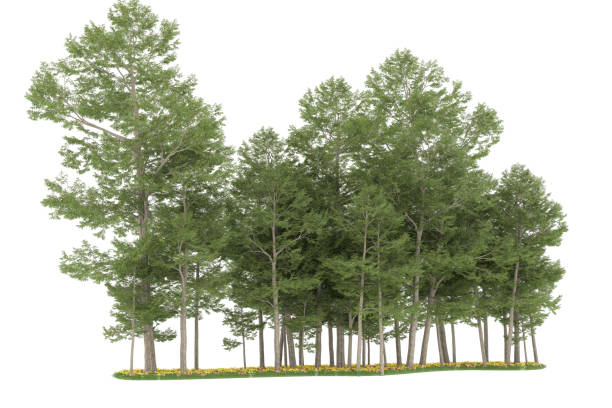 istock Forrest arrangement isolated on background. 3d rendering - illustration description 1472292237