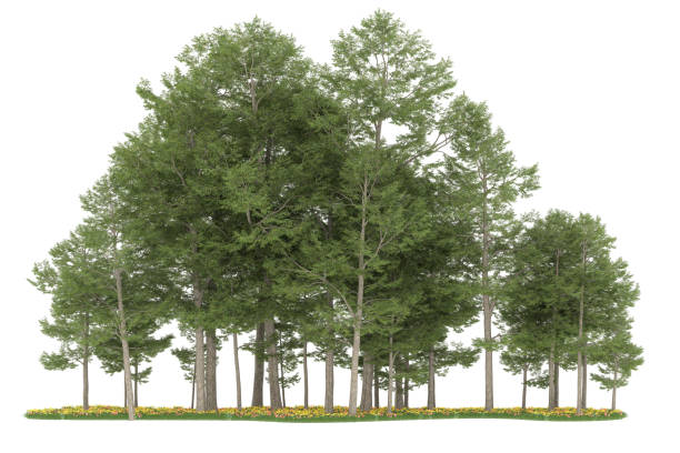 istock Forrest arrangement isolated on background. 3d rendering - illustration description 1472292245