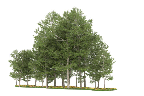 istock Forrest arrangement isolated on background. 3d rendering - illustration description 1472292250