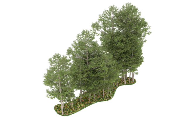 istock Forrest arrangement isolated on background. 3d rendering - illustration description 1472292269