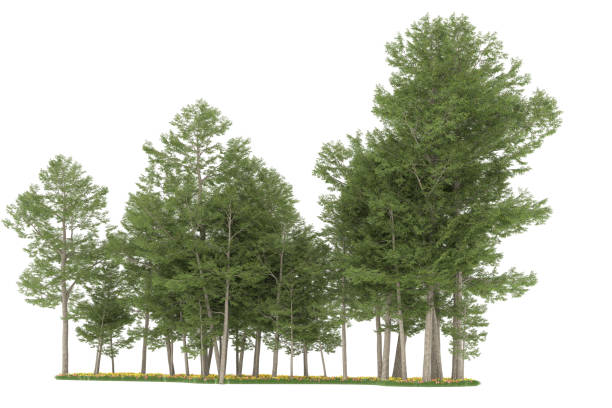istock Forrest arrangement isolated on background. 3d rendering - illustration description 1472292271