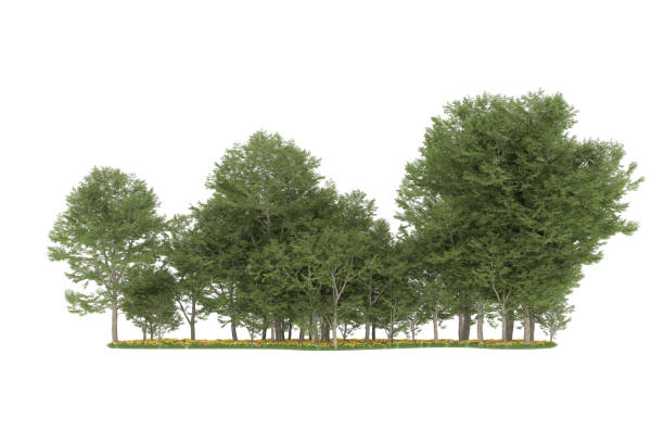 istock Forrest arrangement isolated on background. 3d rendering - illustration description 1472292275